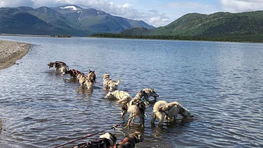 the-dogs-took-a-break.jpg