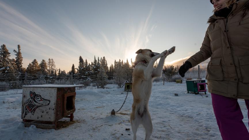 Meeting the sled dogs in winter time at dog sledding ranch
