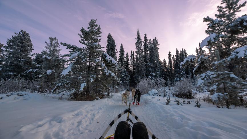 Dog sledding in the Yukon Territory during winter season with pink sunset sky and person sitting in sled
