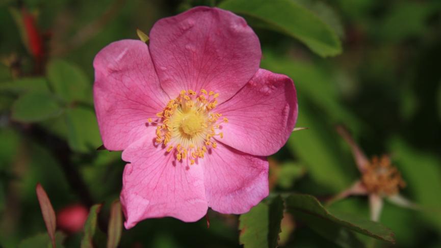 Wild Rose