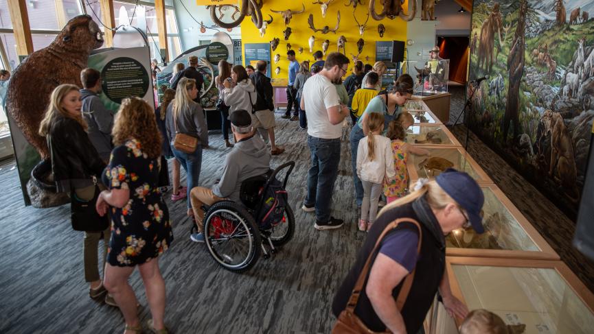 This image shows the newly renovated main exhibit hall at the Yukon Beringia Interpretive Centre. There are many people looking at the exhibits. In the background you can see a tall yellow wall. There are skulls of ice age animals mounted on the wall. On the right you can see a large mural depicting the ice age and a series of display cases that contain fossils. On the left there are floor to ceiling windows. There are also two more exhibits. One exhibit has a bas relief sculpture of a giant beaver on it.