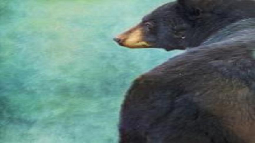 blackbearsbumsmall_0.jpg