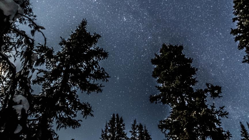 Stars shine over a tall, shadowy trees