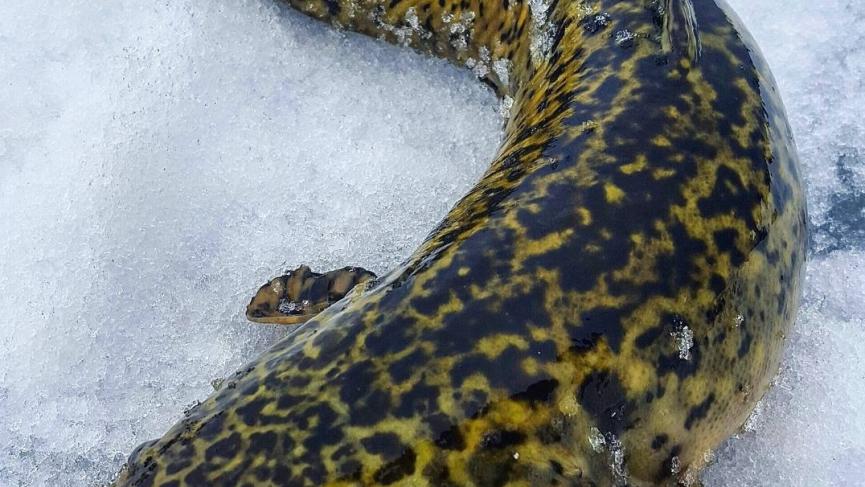 Burbot Fishing Yukon