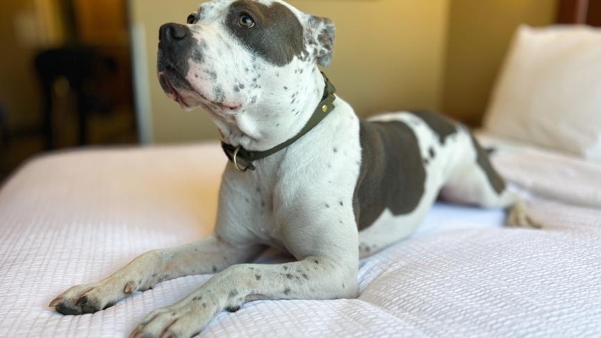 Best Western Gold Rush Inn - Pet Friendly