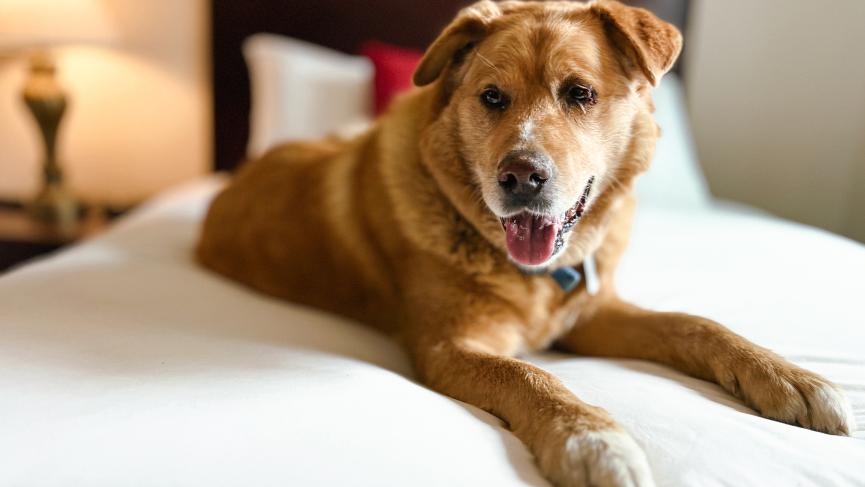 We are pet friendly!