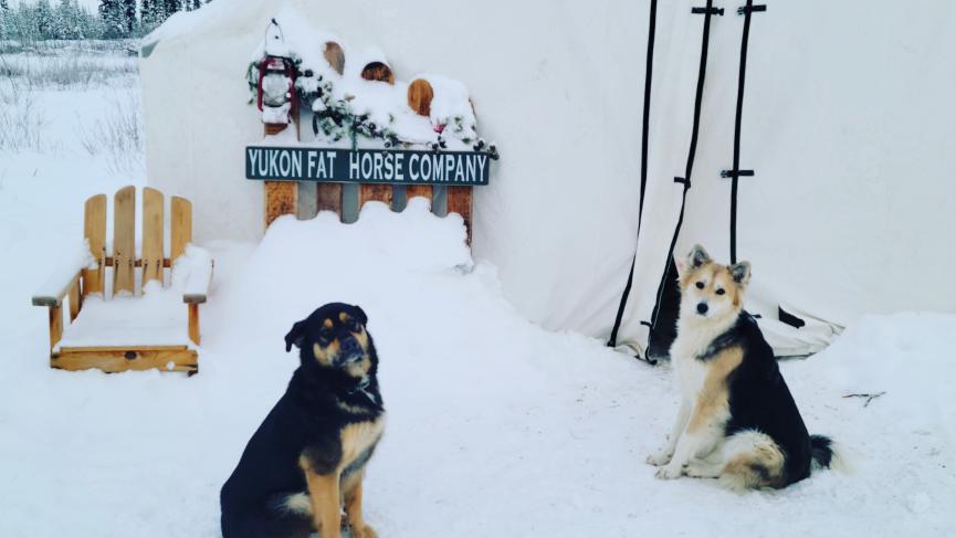 yukon dogs and wall tent