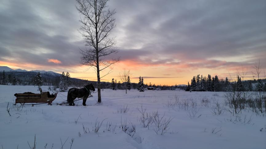 horse sleigh sunset