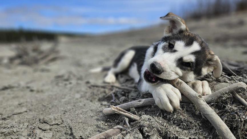 young husky chewing a stick