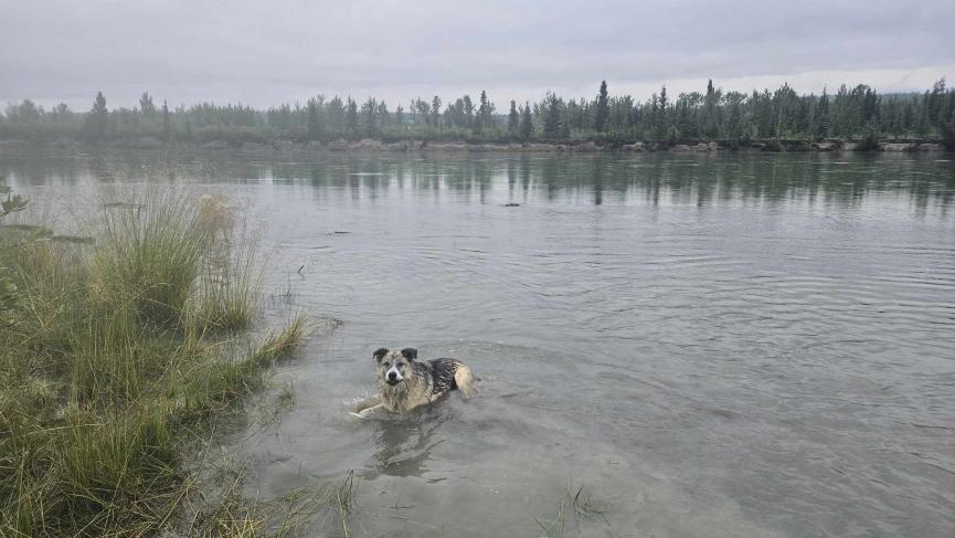 dog laying in river during rainy day