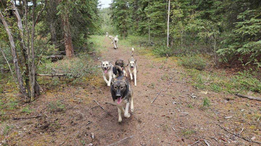a group of dogs running on forest trail