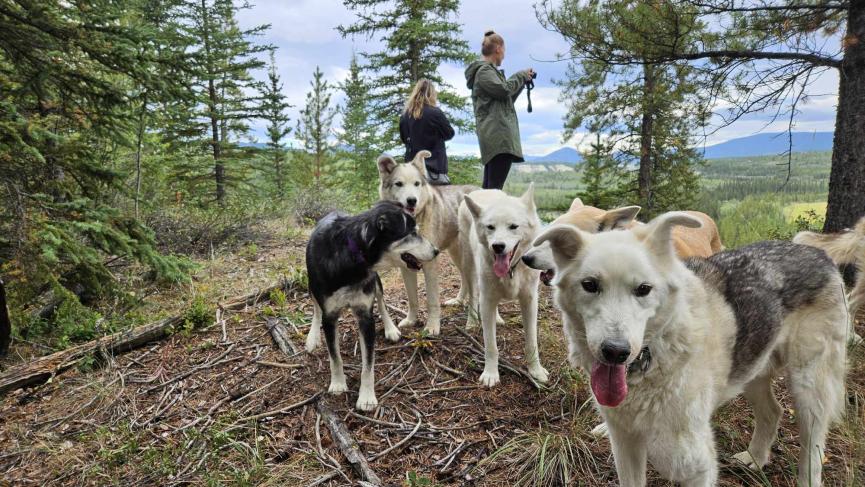 dogs with 2 people in the background