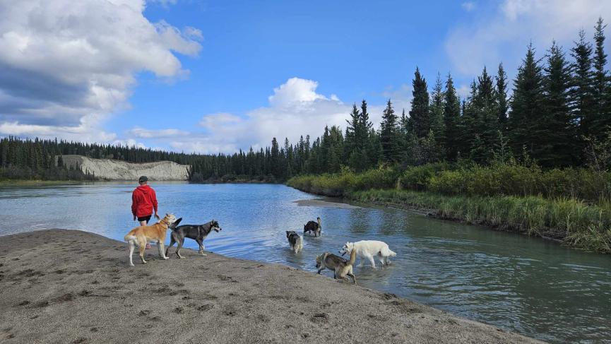 dogs are river with person