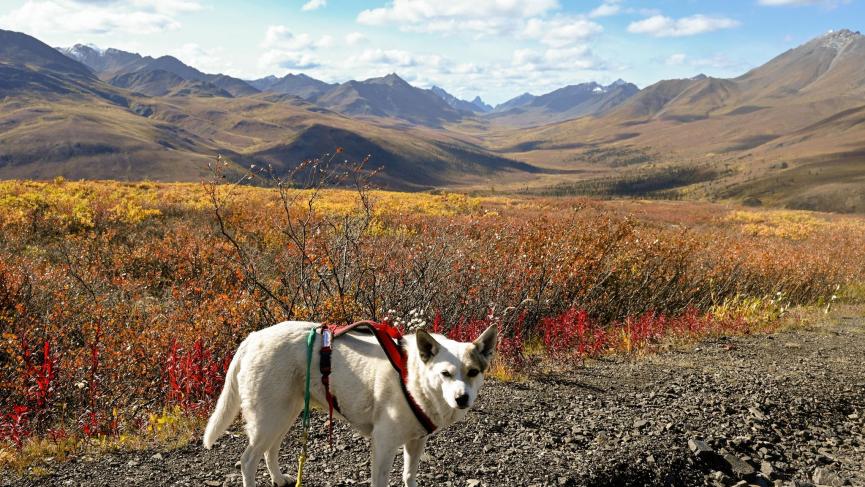 Little dog with harness with mountain in back ground