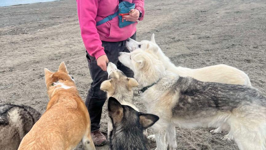 person in pick hoodie feeding treats to 6 dogs