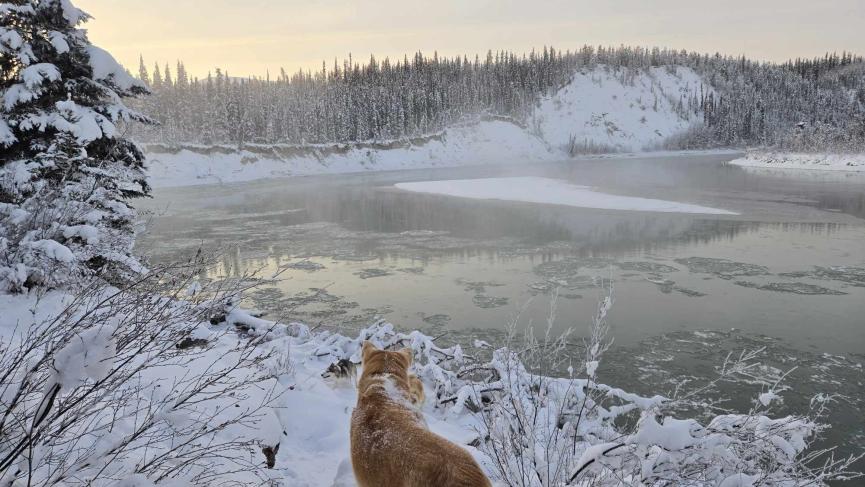 dog looking over river with pancake ice floating down