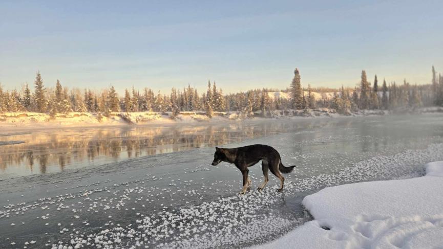 dog looking at shore ice