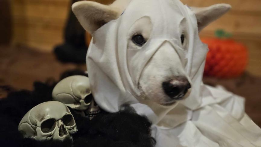dog dressed up as a ghost