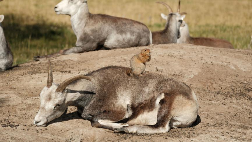 Groundsquirrel sitting on the back of a resting female thinshor sheep