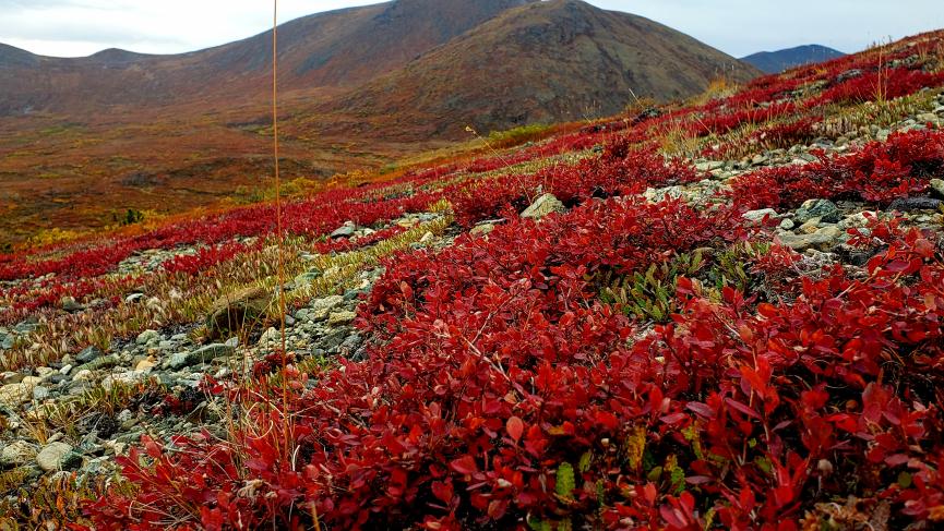 red color tundra landscape