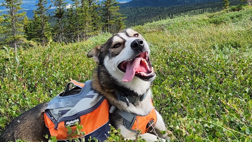 pack dog in the mountain