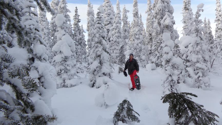 A woman snowshoeing in the Yukon winter wonderland.