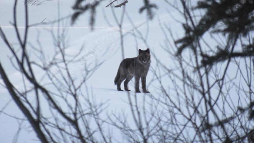 Peeking through bushes at a black timber wolf