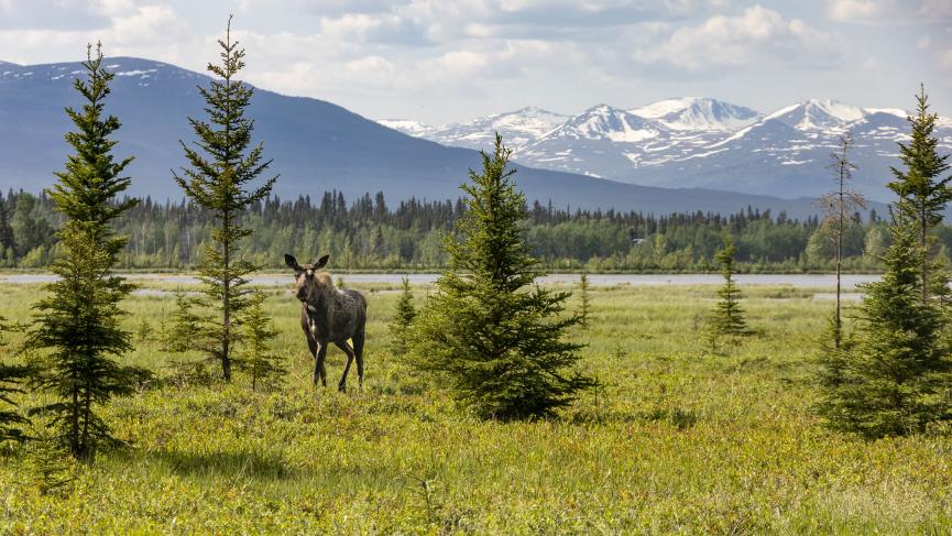 A moose wanders through the boreal forest with snow capped mountains
