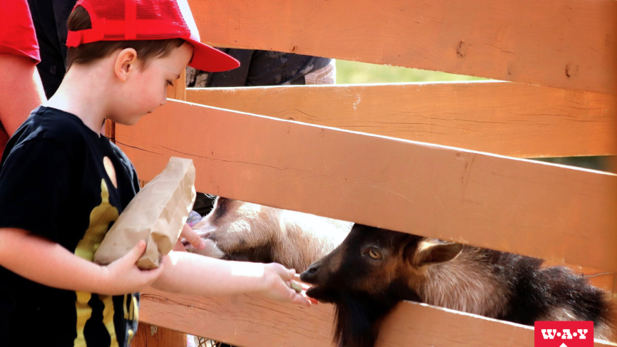Boy feeding a goat at petting farm.