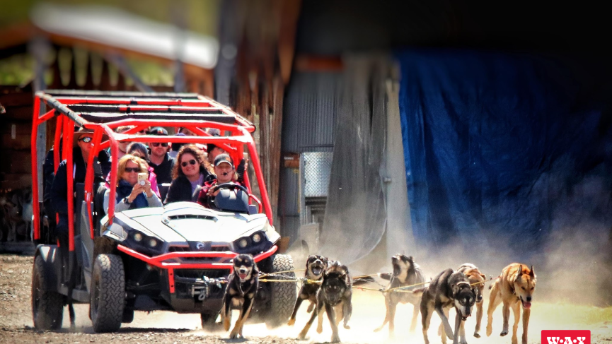 Yukon sled dogs pulling motorized cart for summer training