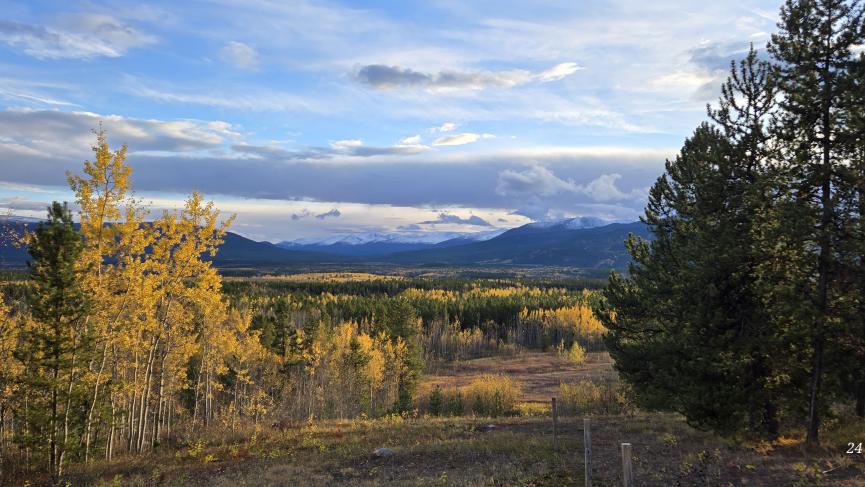 Hiking up a mountain and forest during fall season in Yukon
