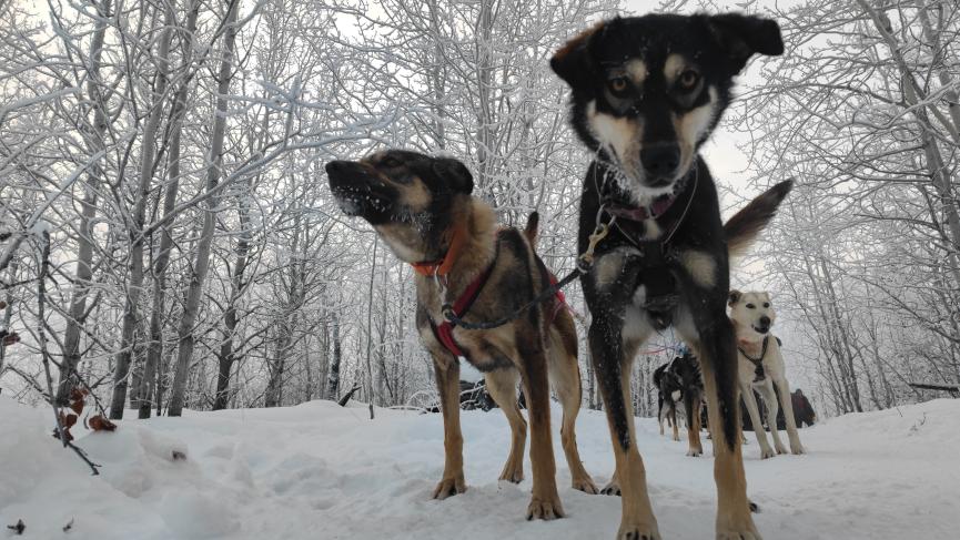 Happy Sled Dogs