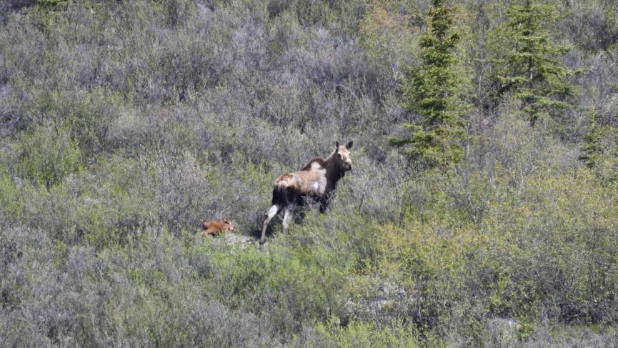 adult moose followed by a baby moose walking through tundra
