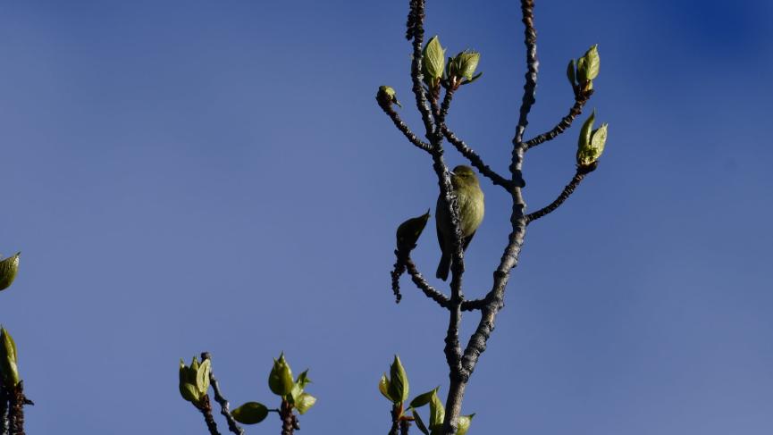 bird blending in with sprouting tree