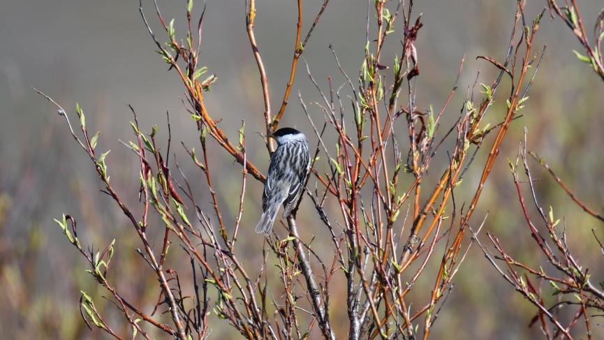 black and white bird in sprouting willow bush