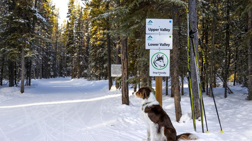 Crossing on the Nordic ski trails with a dog posing by the trail name and dog-friendly sign.
