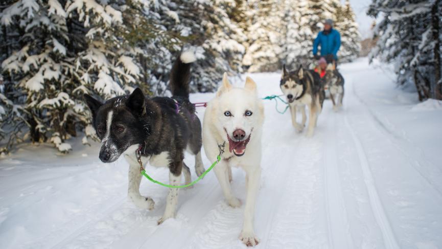 dogsled team pulling sled carrying 2 people