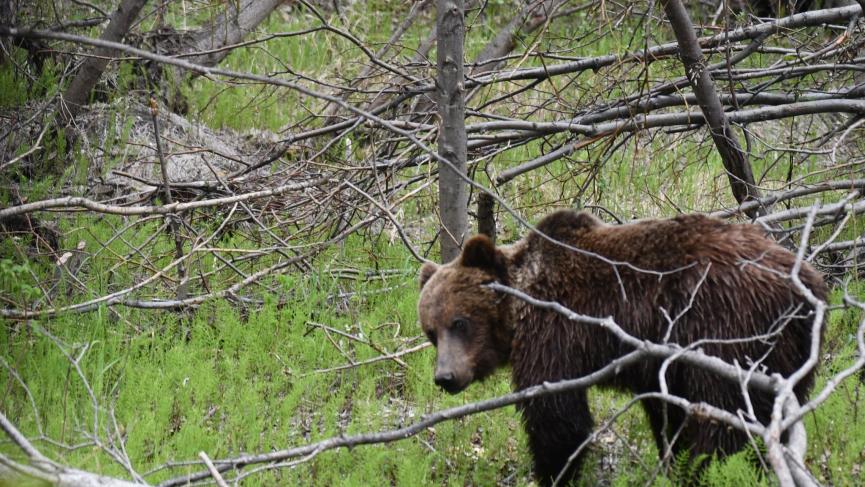 young grizzly bear walking through green fawn in wooded area