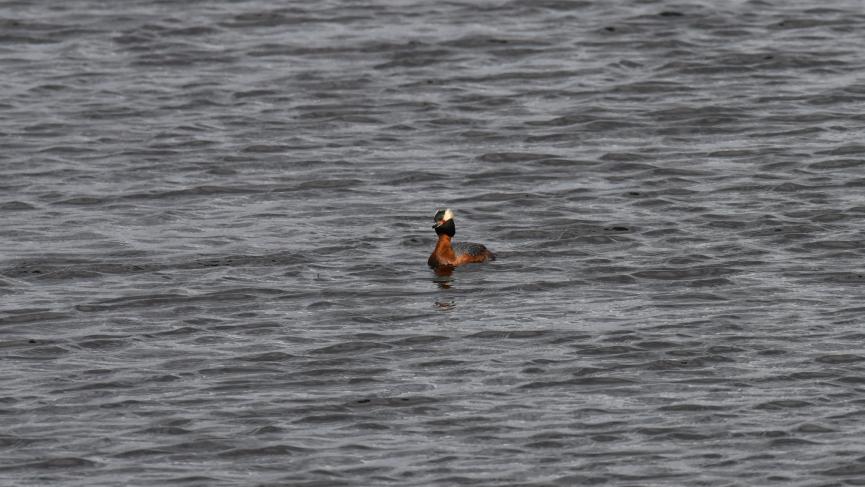 duck on lake