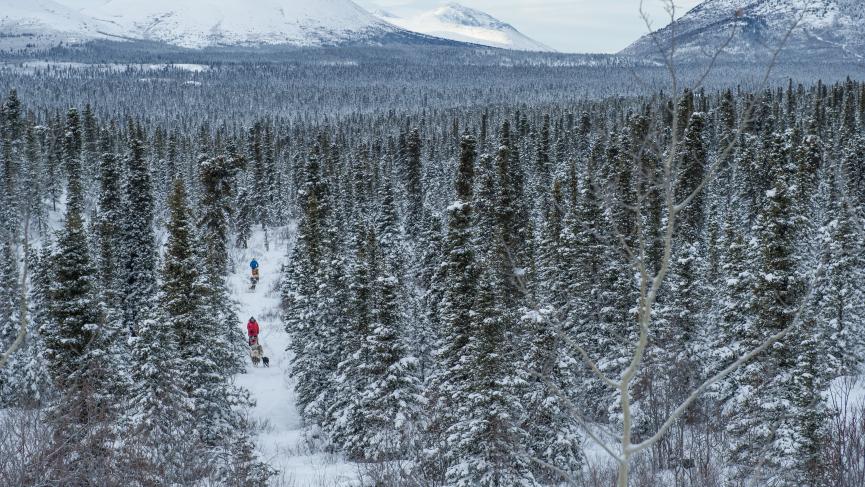 Dog sledding in the Yukon wilderness