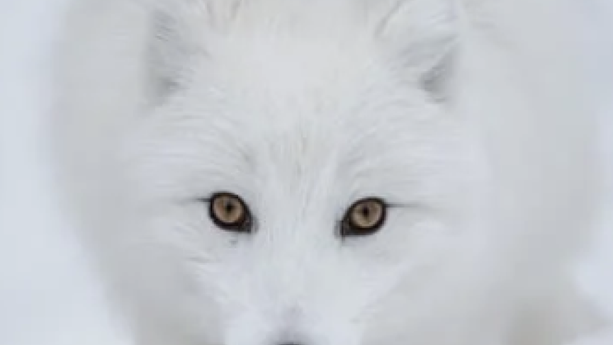 Arctic fox