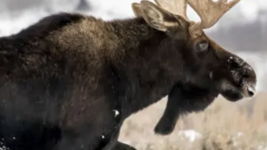 Moose walking through snow