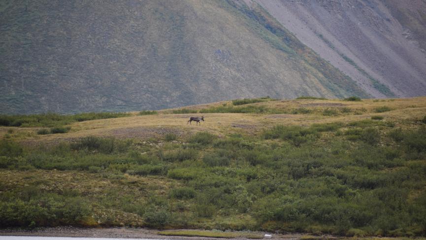 A lone caribou high on a lush green bank above a lake, with barren mountains in the background