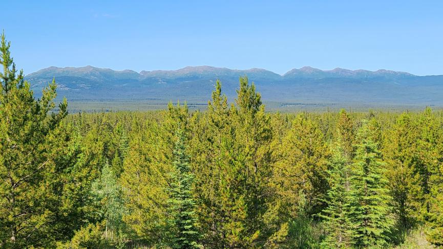 deck views, mountain views, forest views