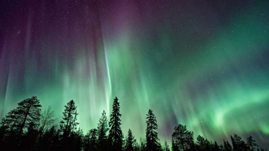 northern lights over spruce trees