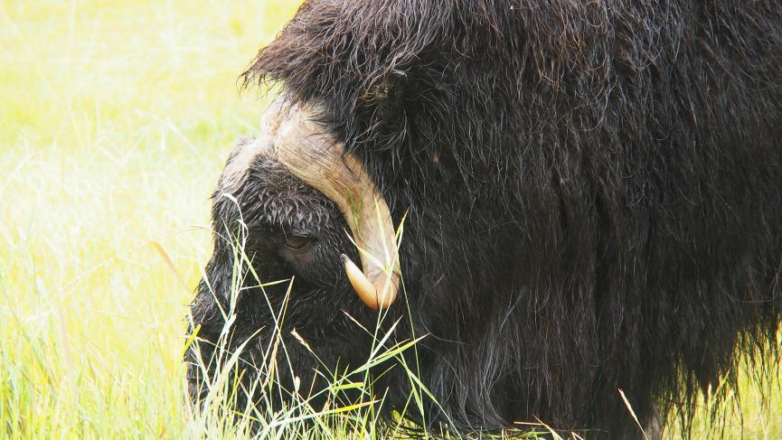 Muskox