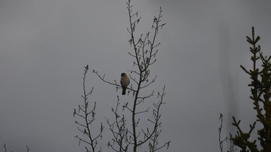 Bird of prey sitting in tree in far distance