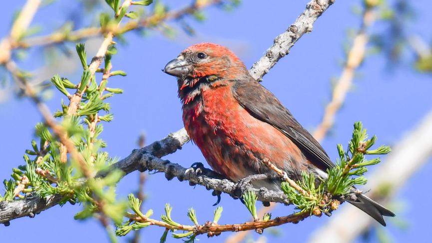 red bird in larch tree