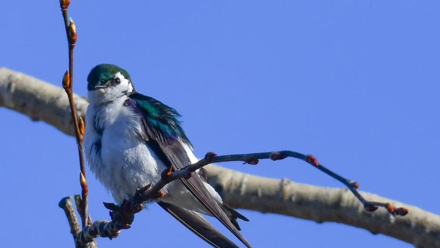 bird in tree