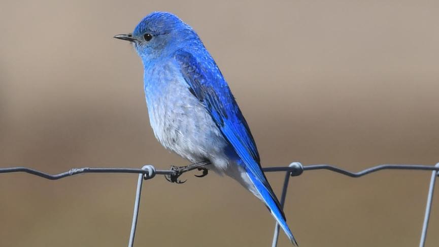blue bird sitting on wire fence